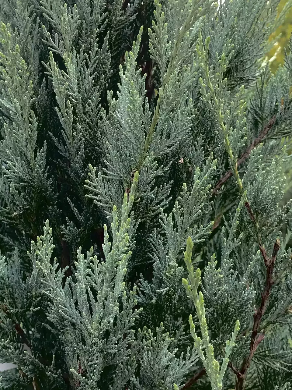 רודולף ולנטינו סרט אילם לבבות