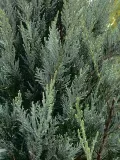 רודולף ולנטינו סרט אילם לבבות